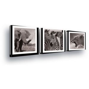 Obraz na plátně - Černobílé, Zvířecí Trio II 3 x 25x25 cm