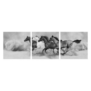 Černobílý obraz koní (K012065K9030)