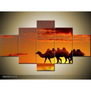 Obraz velbloudů při západu slunce (F002902F12570)