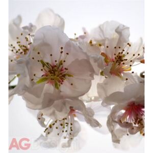 Fototapeta vliesová dvoudílná Květy jabloně