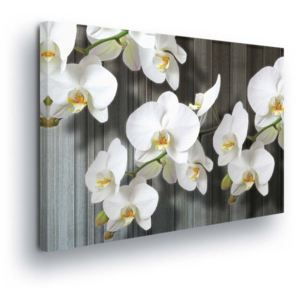 Obraz na plátně - Bílé Květy Orchideje 100x75 cm
