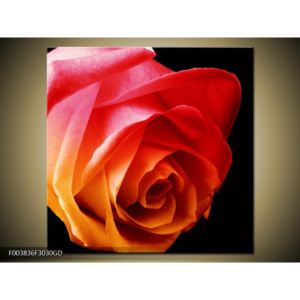 Obraz oranžové růže (F003836F3030GD)