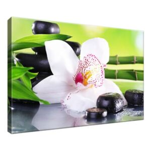 Obraz na plátně Bílá orchidej a kameny 30x20cm S-1995A_1T(P)