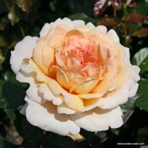 Růže Kordes Parfuma 'Grossherzogin Luise' 5 litrů