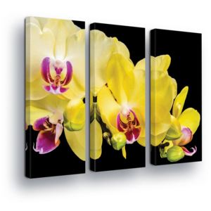 Obraz na plátně - Žluté Květy s Černým Pozadím 3 x 30x80 cm