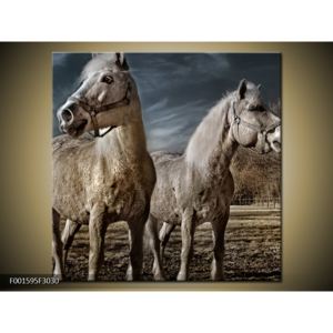 Obraz bílých koňí (F001595F3030)