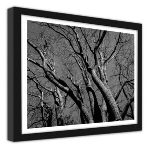 CARO Obraz v rámu - The Crown Of The Tree 2 40x30 cm Černá