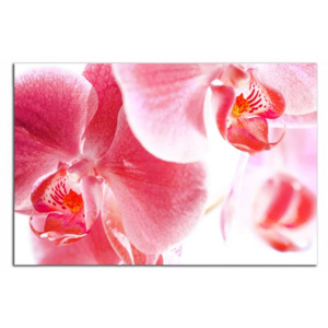 Orchideje C4050AO