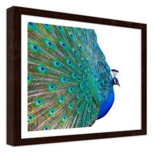 CARO Obraz v rámu - A Peacock With A Tail Spread 40x30 cm Hnědá