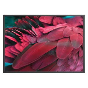 Plakát DecoKing Feathers Red, 70 x 50 cm