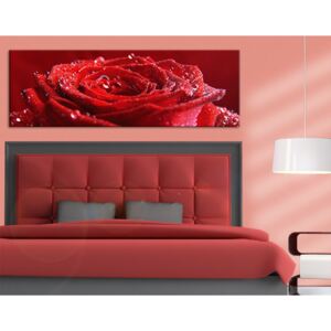 Design obraz - Červená Růže