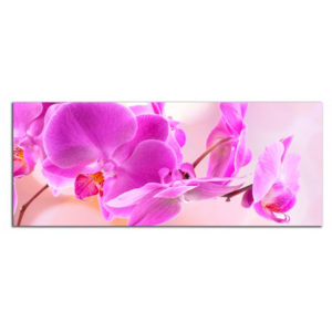 Orchideje C4046AP