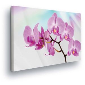 Obraz na plátně - Růžová Orchidej 100x75 cm
