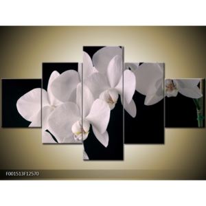 Obraz bílých magnolií (F001513F12570)