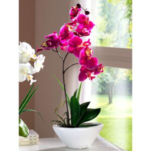 KLiNGEL Orchidea, fuchsie