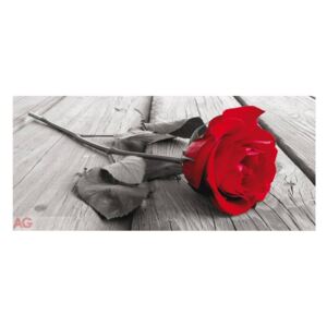 Fototapeta jednodílná - Růže