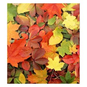 Vliesové fototapety na zeď Pestrobarevné listí | MS-3-0115 | 225x250 cm