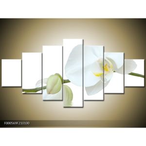 Obraz bílé orchideje (F000569F210100)