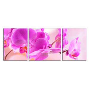 Orchideje C4046BP