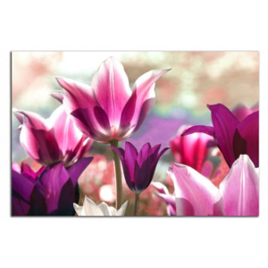 Fialové tulipány C4128AO