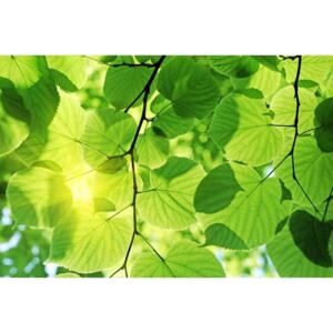 Vliesové fototapety na zeď Zelené listy | MS-5-0107 | 375x250 cm