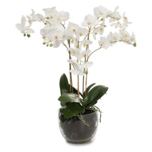 Animadecor Umělá dekorace - Orchidea bílá mnohokvětá v květináči 70cm