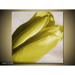 Obraz žlutého květu tulipánu (F002577F3030)