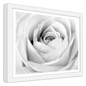 CARO Obraz v rámu - White Rose 40x30 cm Bílá