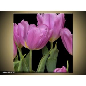 Obraz fialových tulipánů (F000388F3030)
