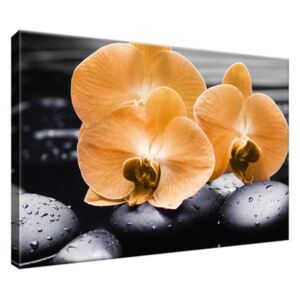 Obraz na plátně Krásná oranžová orchidej 30x20cm 1714A_1T