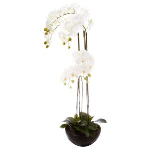 Bílá orchidej v květináči – krásná ozdoba místnosti, skvělý dárek