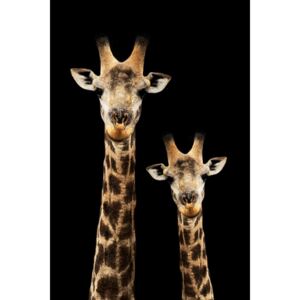 Umělecká fotografie Portrait of Giraffe and Baby Black Edition, Philippe Hugonnard