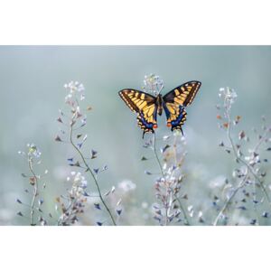 Umělecká fotografie Swallowtail beauty, Petar Sabol