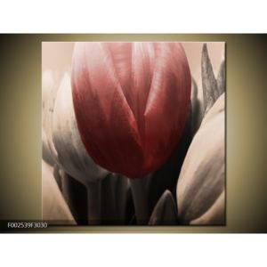Obraz tří tulipánů - červená bílá (F002539F3030)