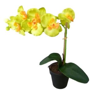 Orchidej v květináči - zelená