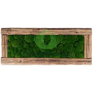 Mechdekor Obraz z masivu 136x56cm (staré dřevo) – Kopečkový mech světlé zelený