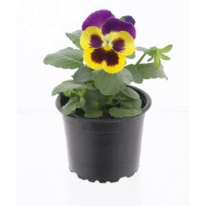 Viola yellow/purple - ø9cm