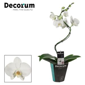 Phalaenopsis white hurricane - ø12cm