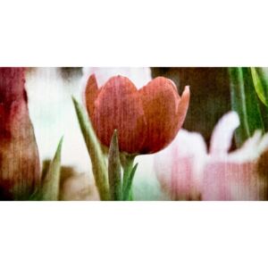 Obraz červený retro tulipán