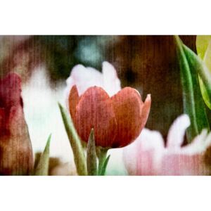 Obraz louka tulipánů v retro stylu