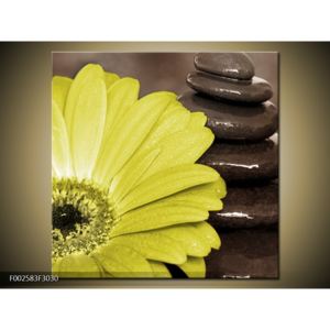 Obraz žlutého květu u kamení (F002583F3030)