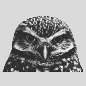 Umělecká fotografie Grey owl, Finlay Noa
