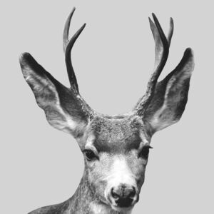 Umělecká fotografie Grey deer, Finlay Noa