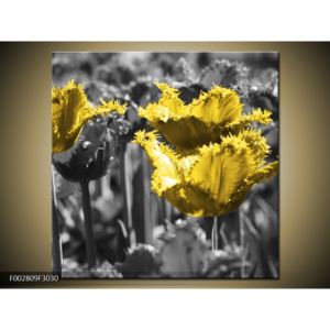 Obraz žlutých květin (F002809F3030)