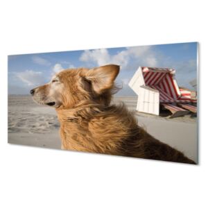 Obráz na skle Hnědý pes beach 120x60cm