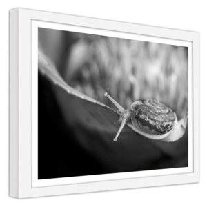 CARO Obraz v rámu - A Snail On A Plant 50x40 cm Bílá