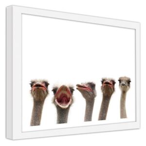 CARO Obraz v rámu - Ostrich 40x30 cm Bílá