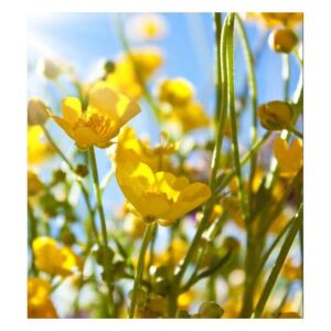 Vliesové fototapety na zeď Žluté květiny | MS-3-0134 | 225x250 cm