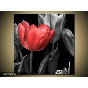 Obraz červené květiny (F003607F3030)
