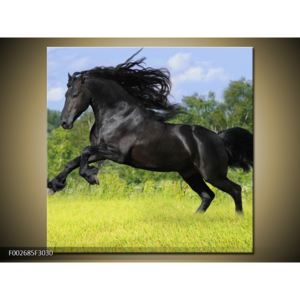 Obraz koně s rozevlátou hřívou (F002685F3030)